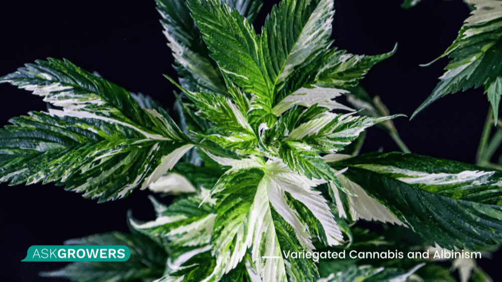 white cannabis leaf